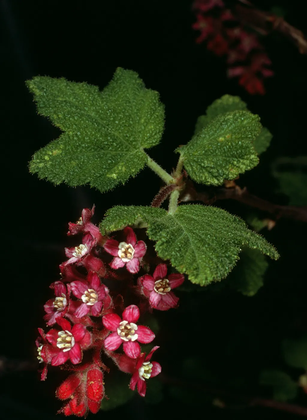 Ribes malvaceium, W. Camino Cielo
