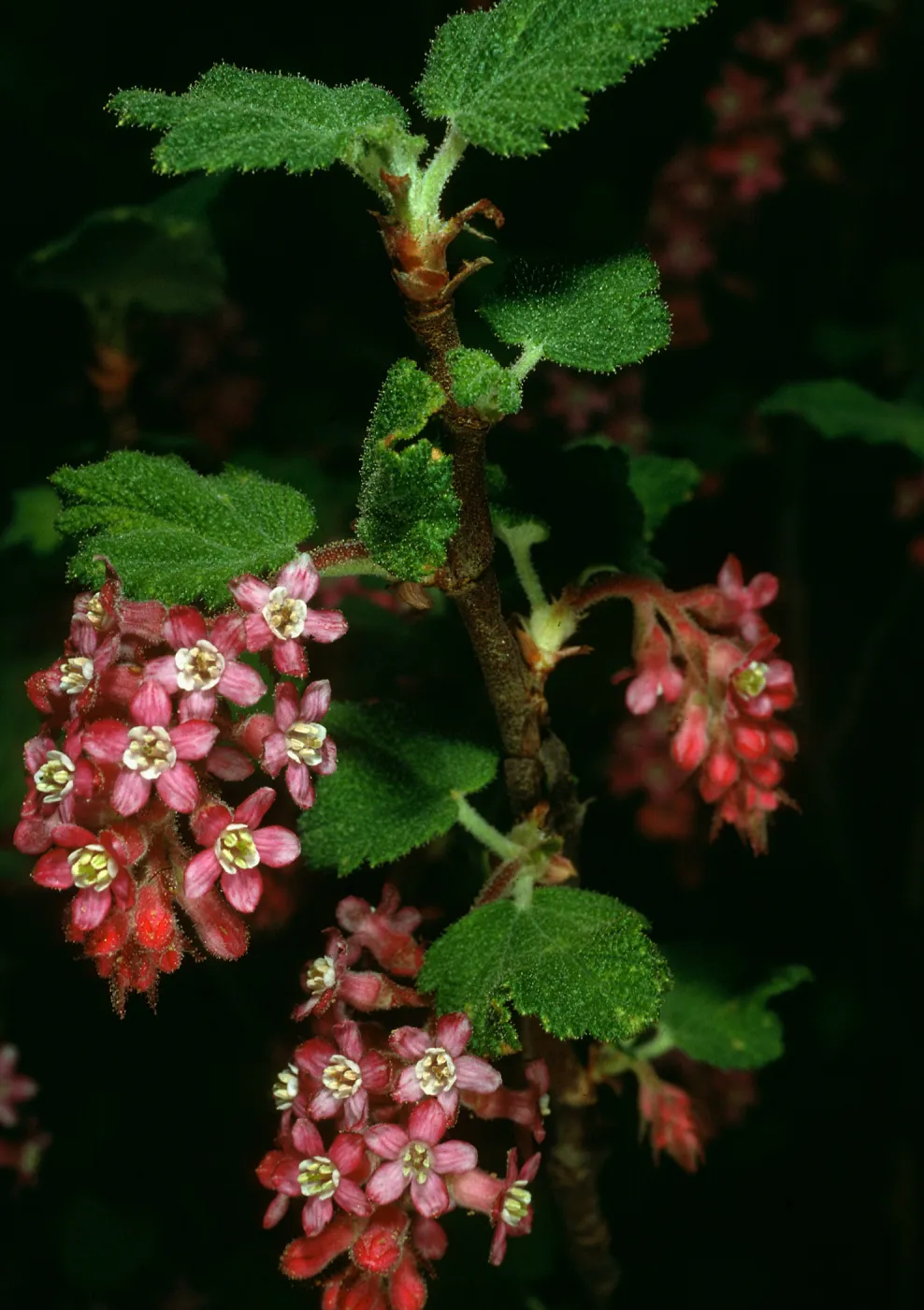 Ribes malvaceium, W. Camino Cielo