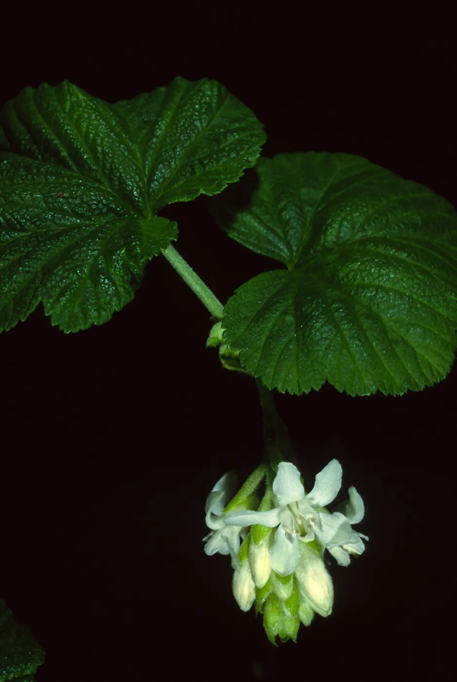 Ribes 'Inverness White', SBBG