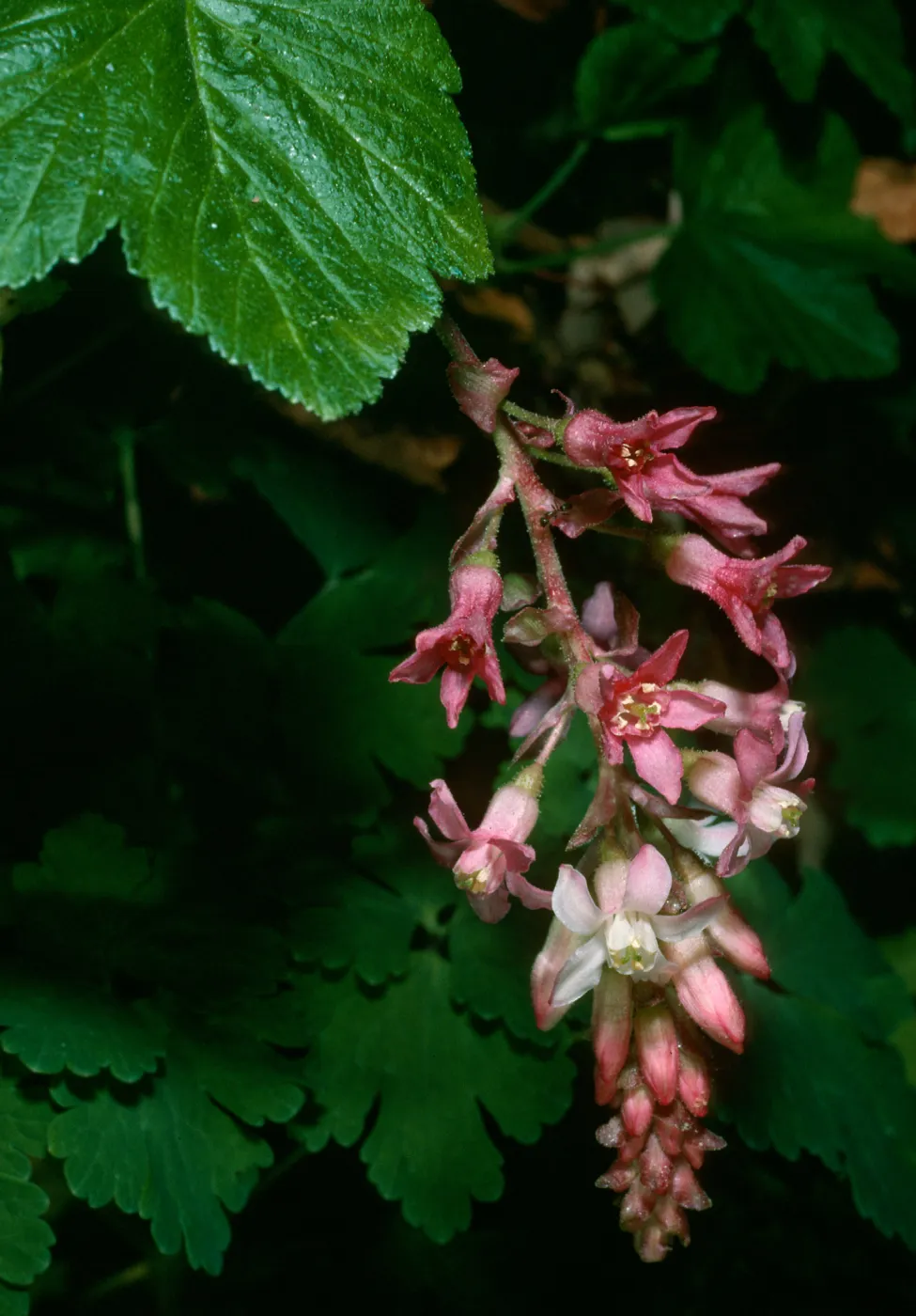 Ribes sanguineum, SBBG