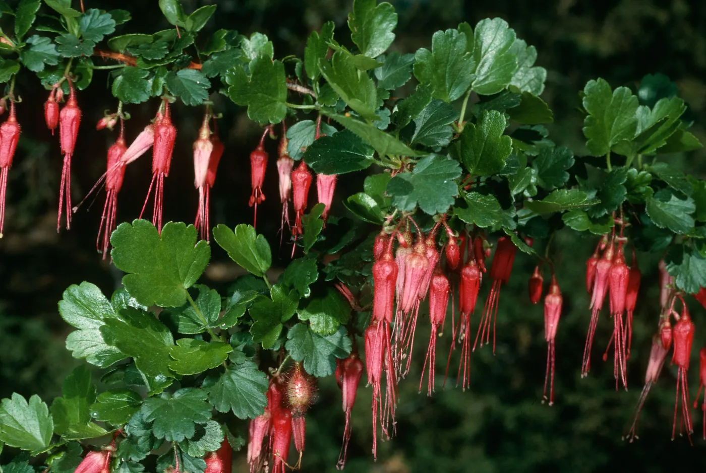 Ribes speciosum, SBBG