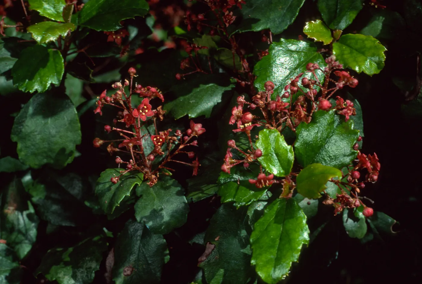 Ribes viburnifolium, SBBG