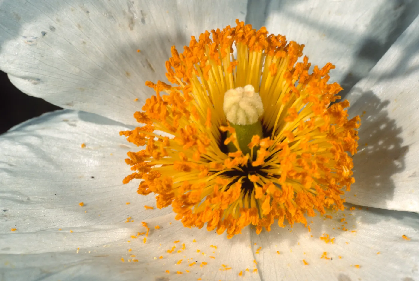 Romneya coulteri, SBBG