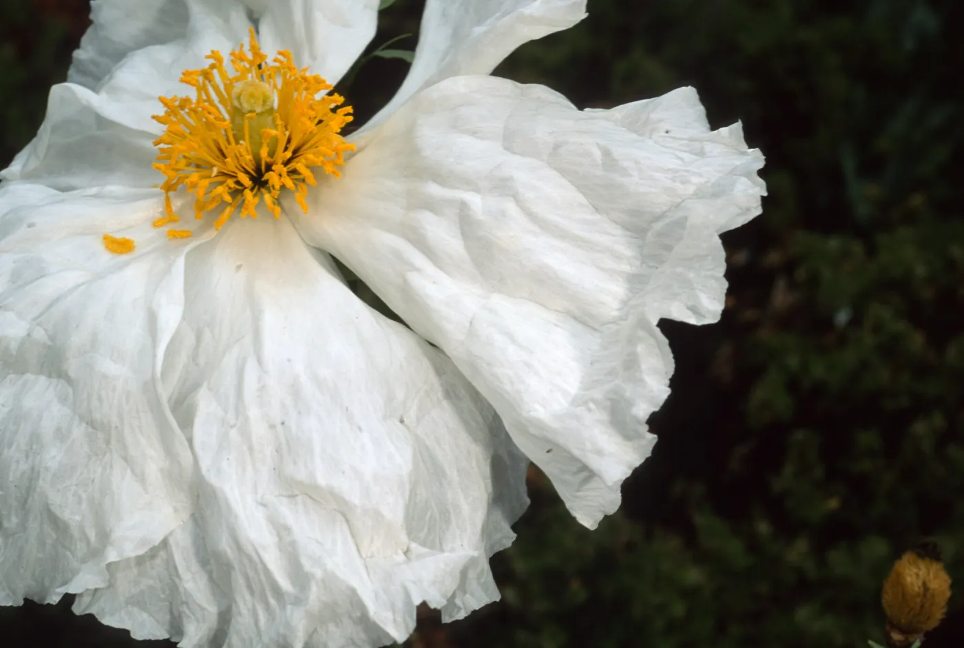 Romneya coulteri, SBBG