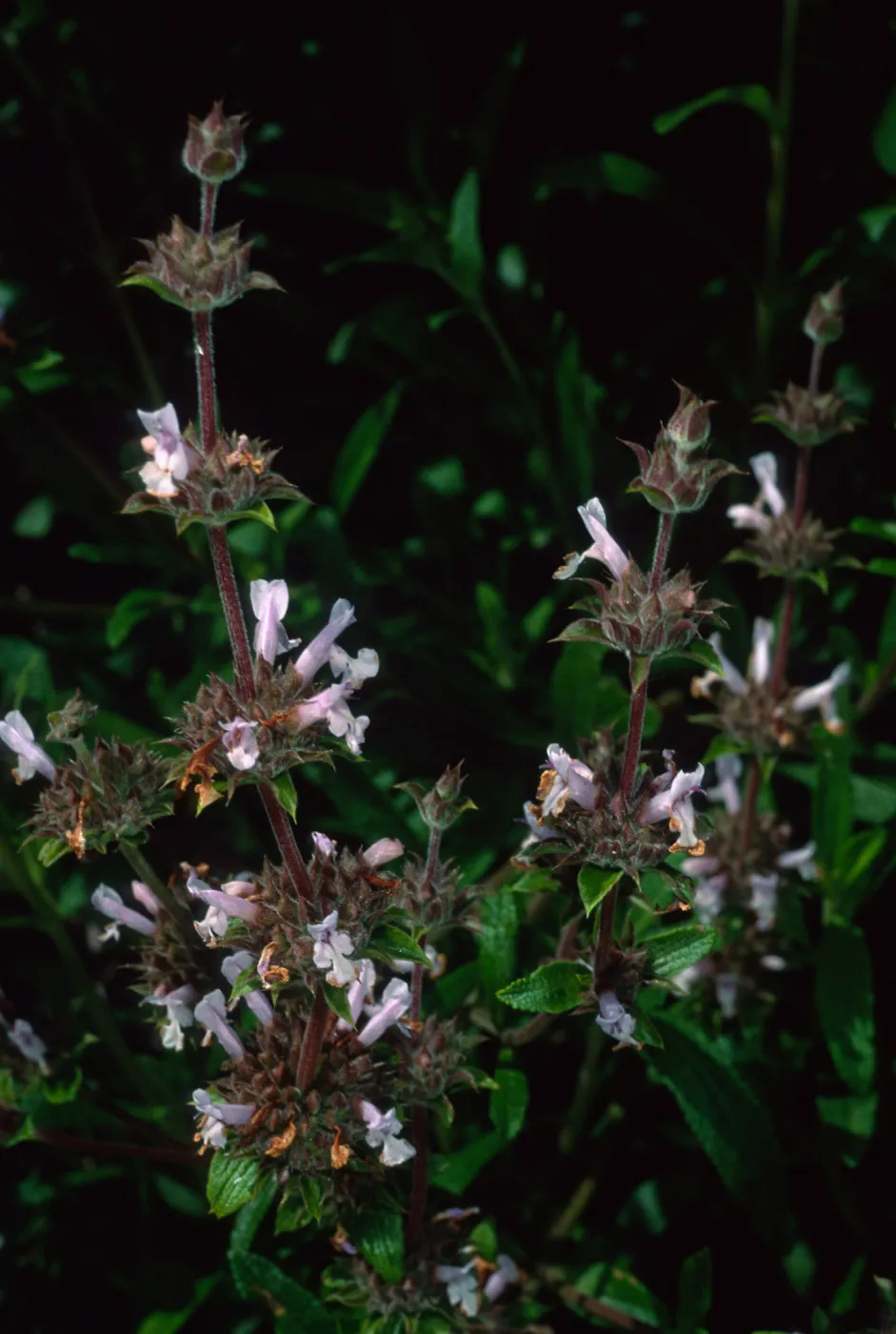 Salvia mellifera (Black Sage), Tunnel road