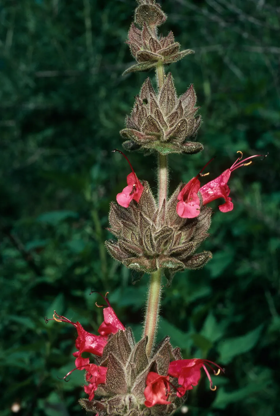 Salvia spathacea (California Hummingbird Sage),, San Roque Cyn.