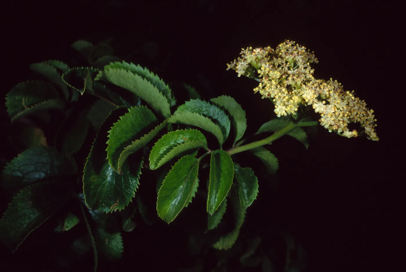Sambucus mexicana, Wrigley Garden, S. Catalina Isl.