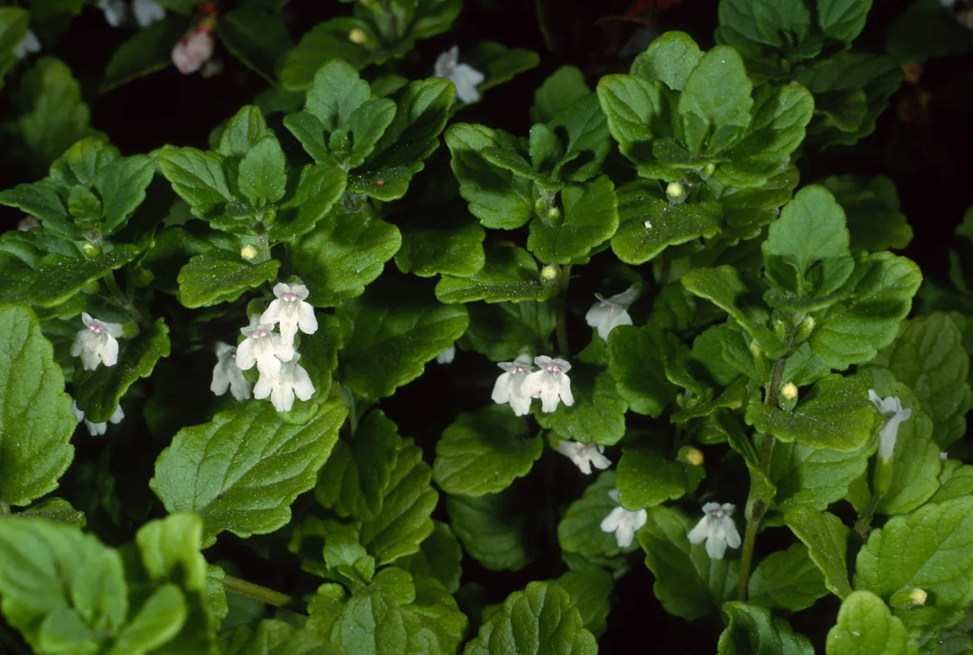 Satureja douglasii, SBBG