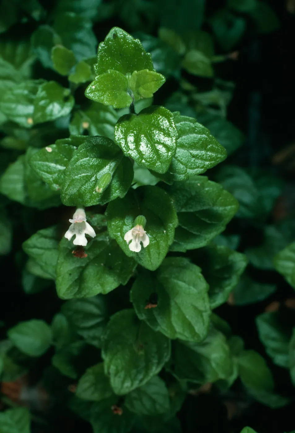Satureja douglasii, La Purisima Mission parking lot