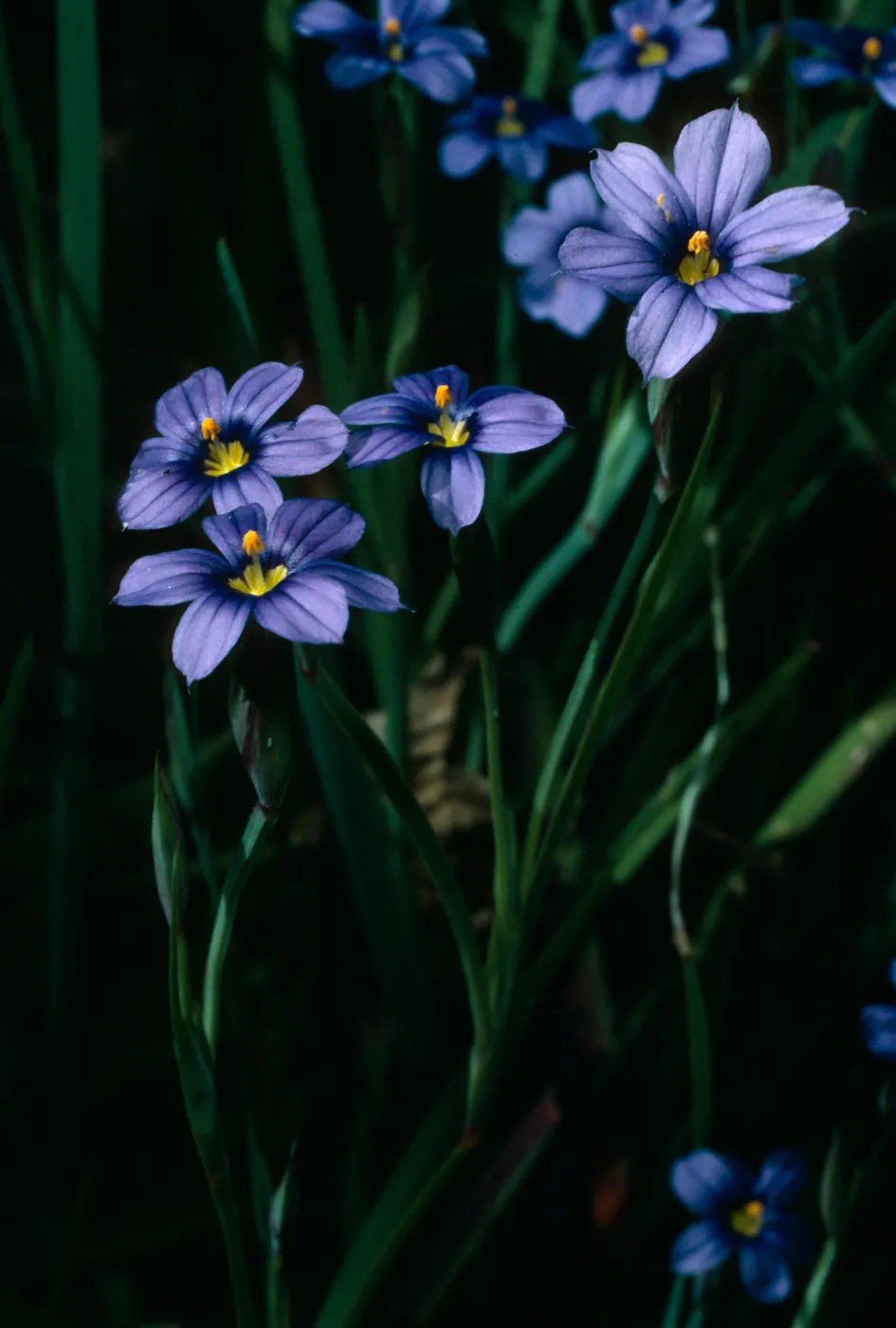 Sisyrinchium bellum, SBBG