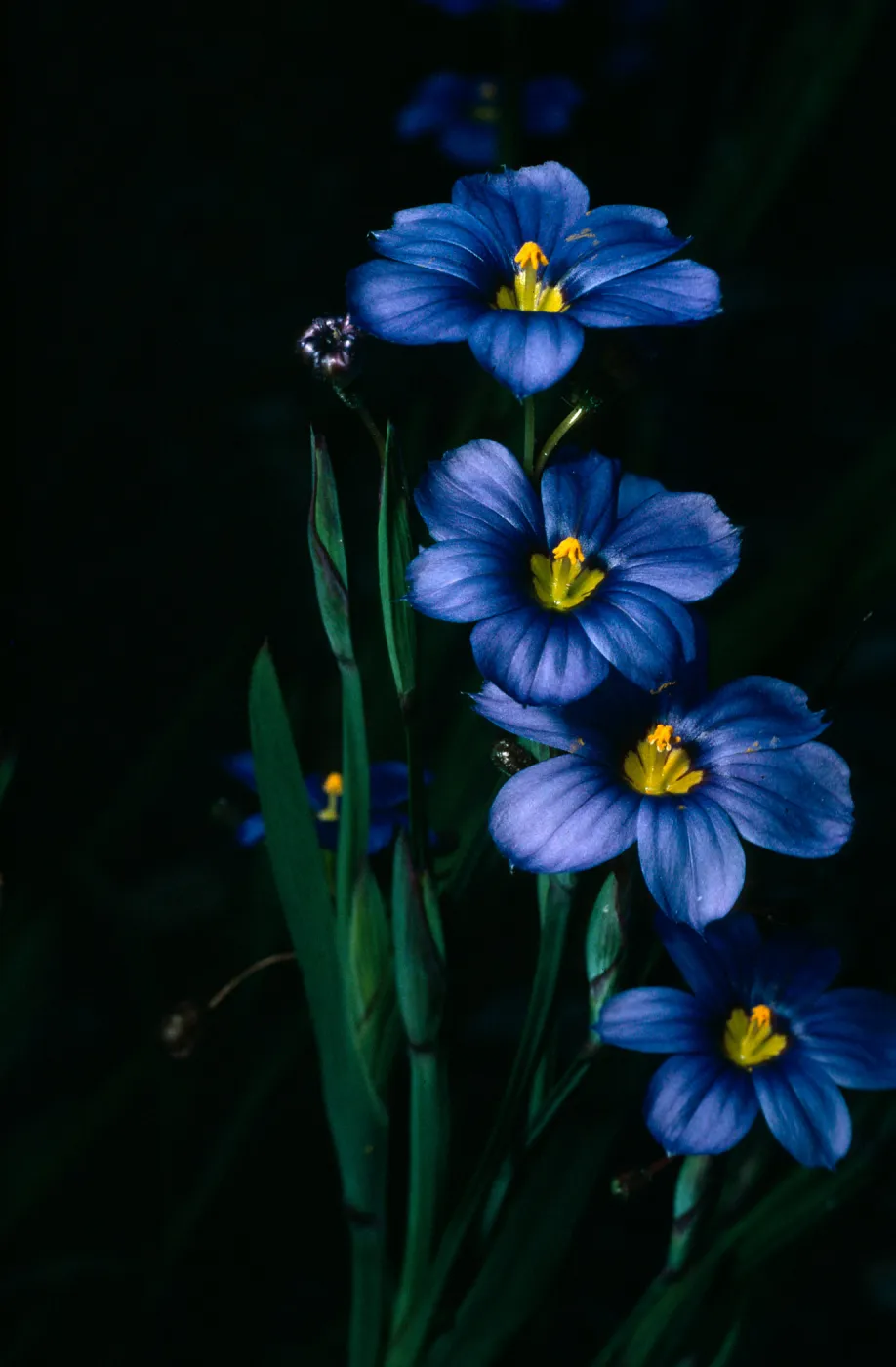 Sisyrinchium bellum, SBBG