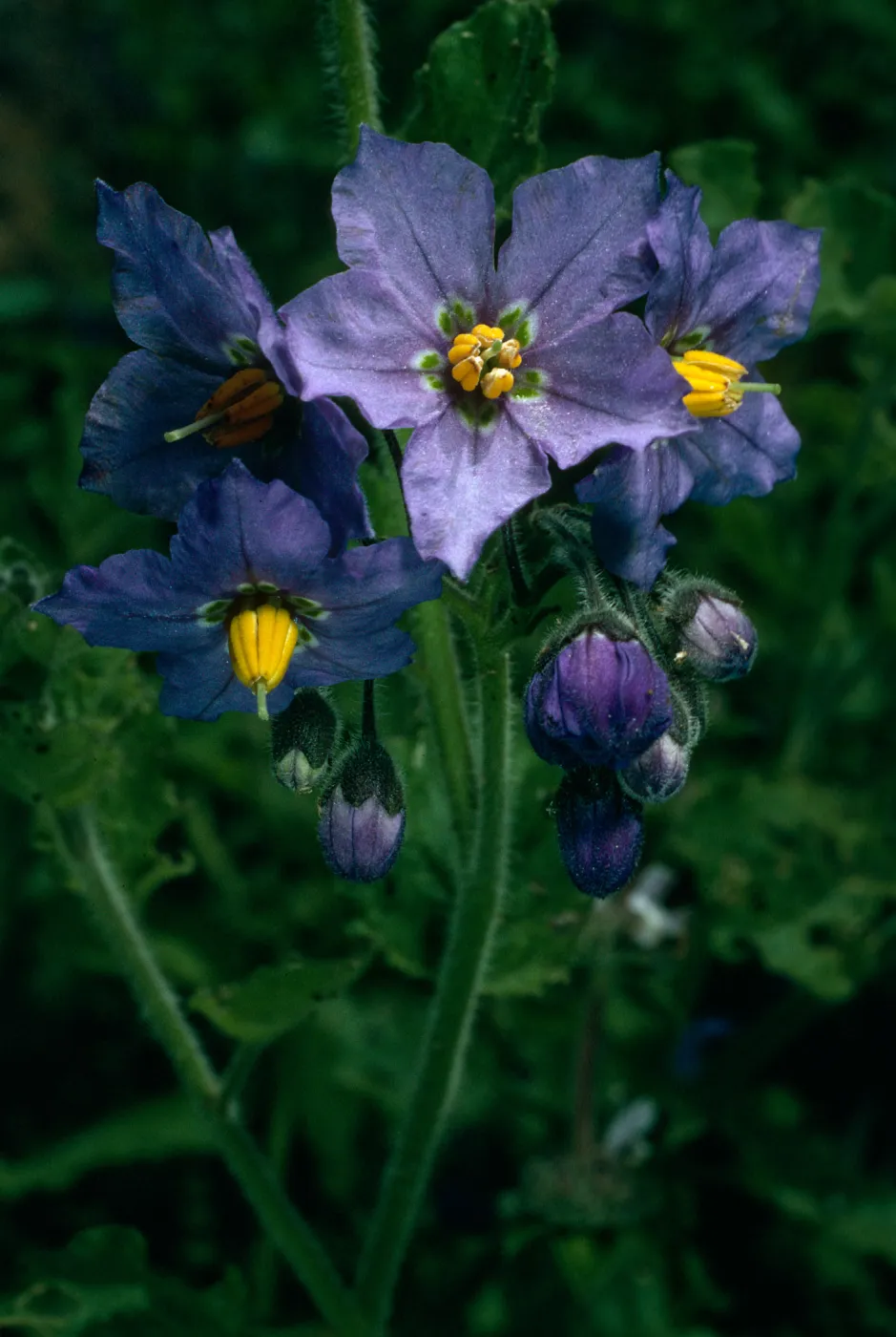 Solanum xanti, Tunnel Rd., Mission Cyn.