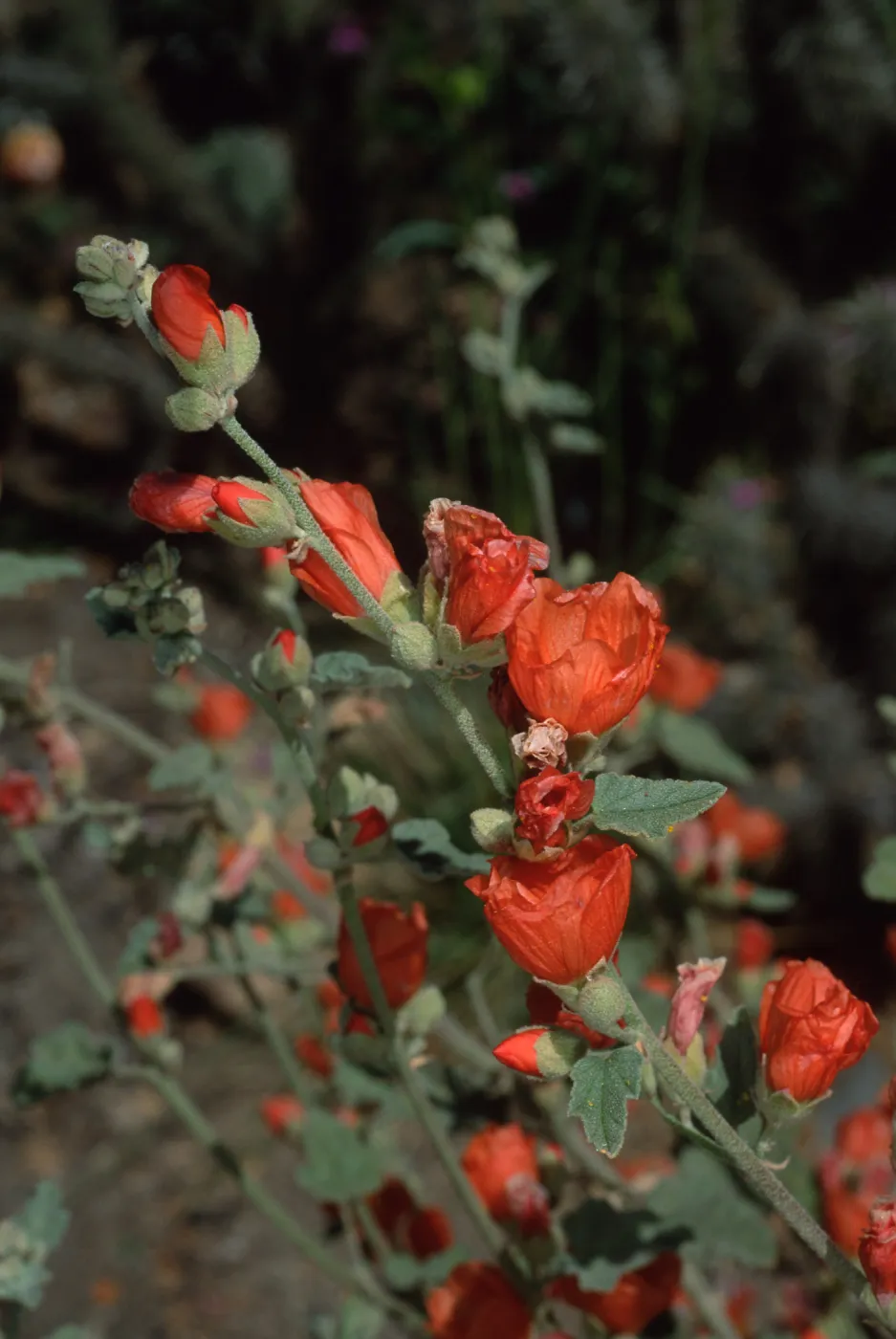 Sphaeralcea ambigua, SBBG