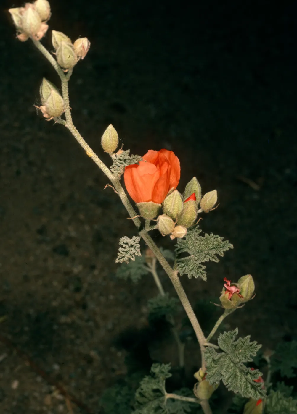 Sphaeralcea ambigua, Cottonwood Cyn., Death Valley