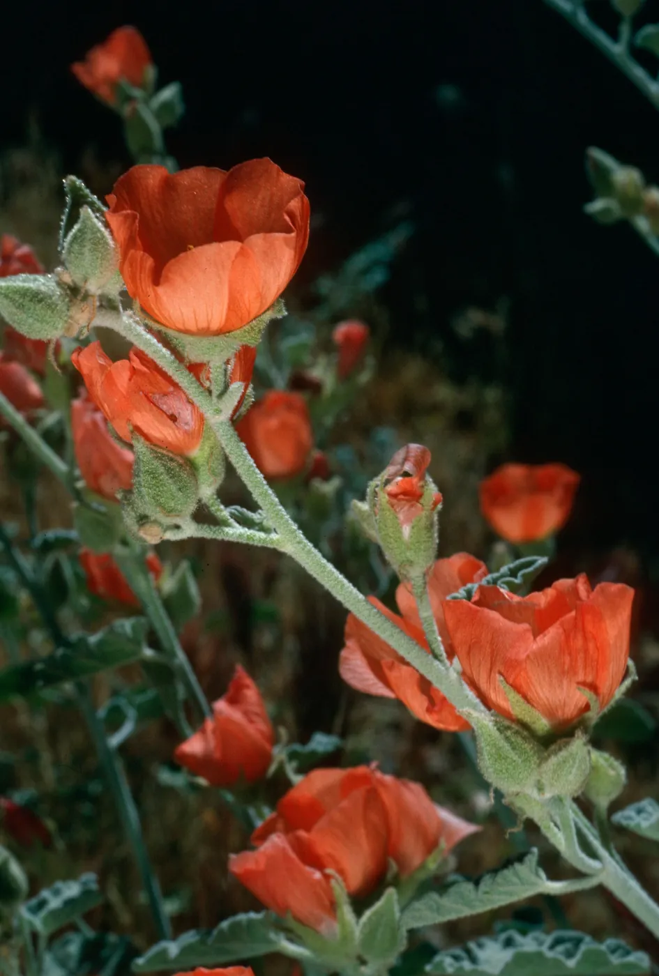 Sphaeralcea ambigua, Red Rock Canyon State Park