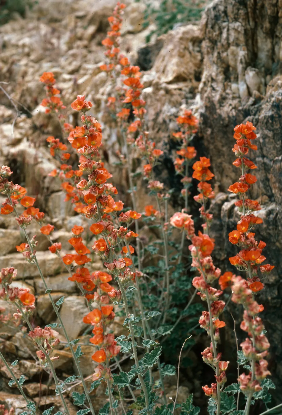 Sphaeralcea ambigua, Cedar Cyn. Rd., Mid Hills