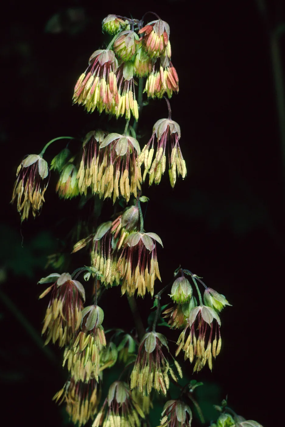 Thalictrum polycarpum, SBBG