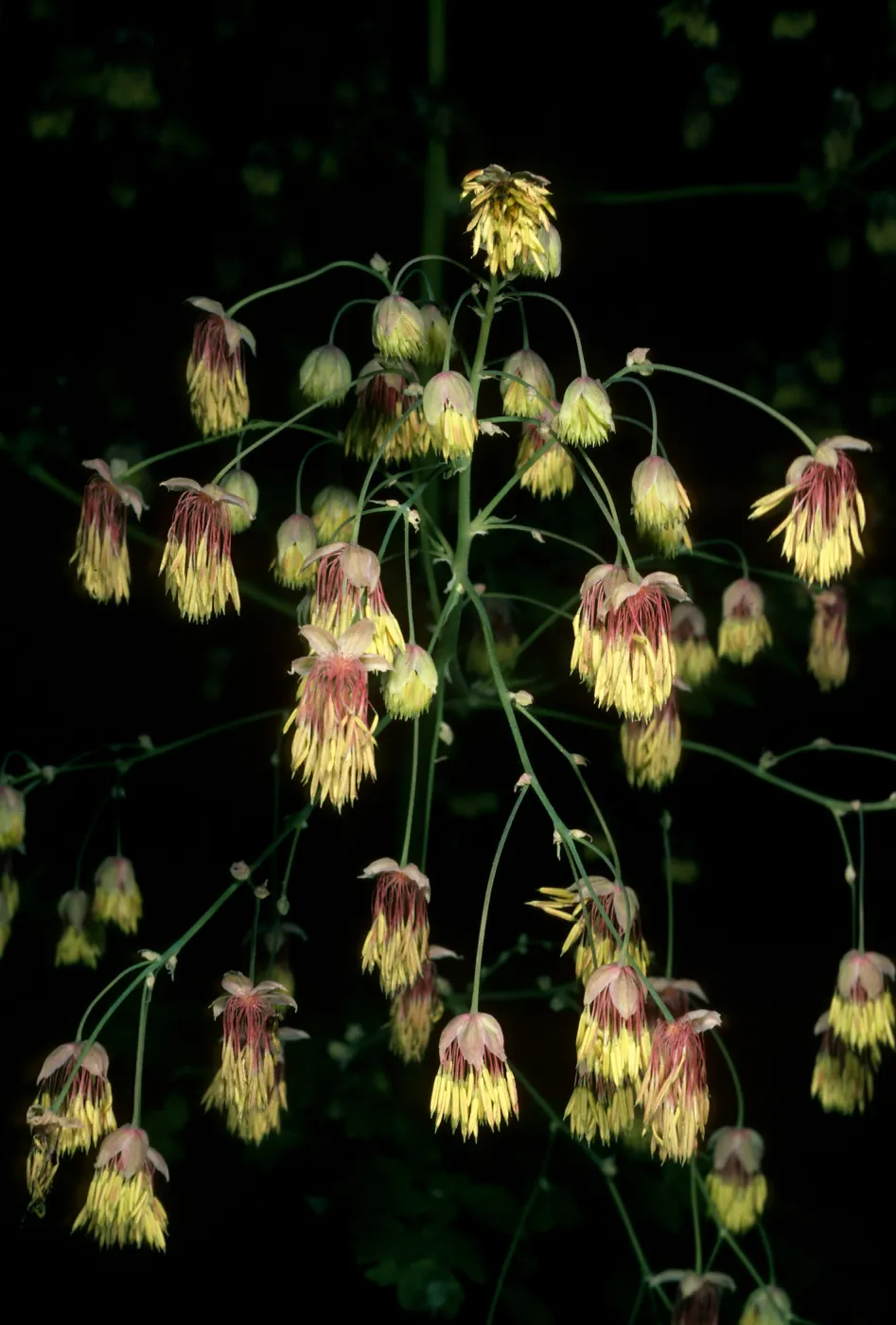 Thalictrum polycarpum, SBBG, Arroyo Section