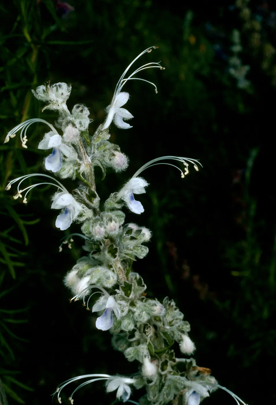 Trichostema lanatum (white form), Rancho Santa Ana Botanic Garden