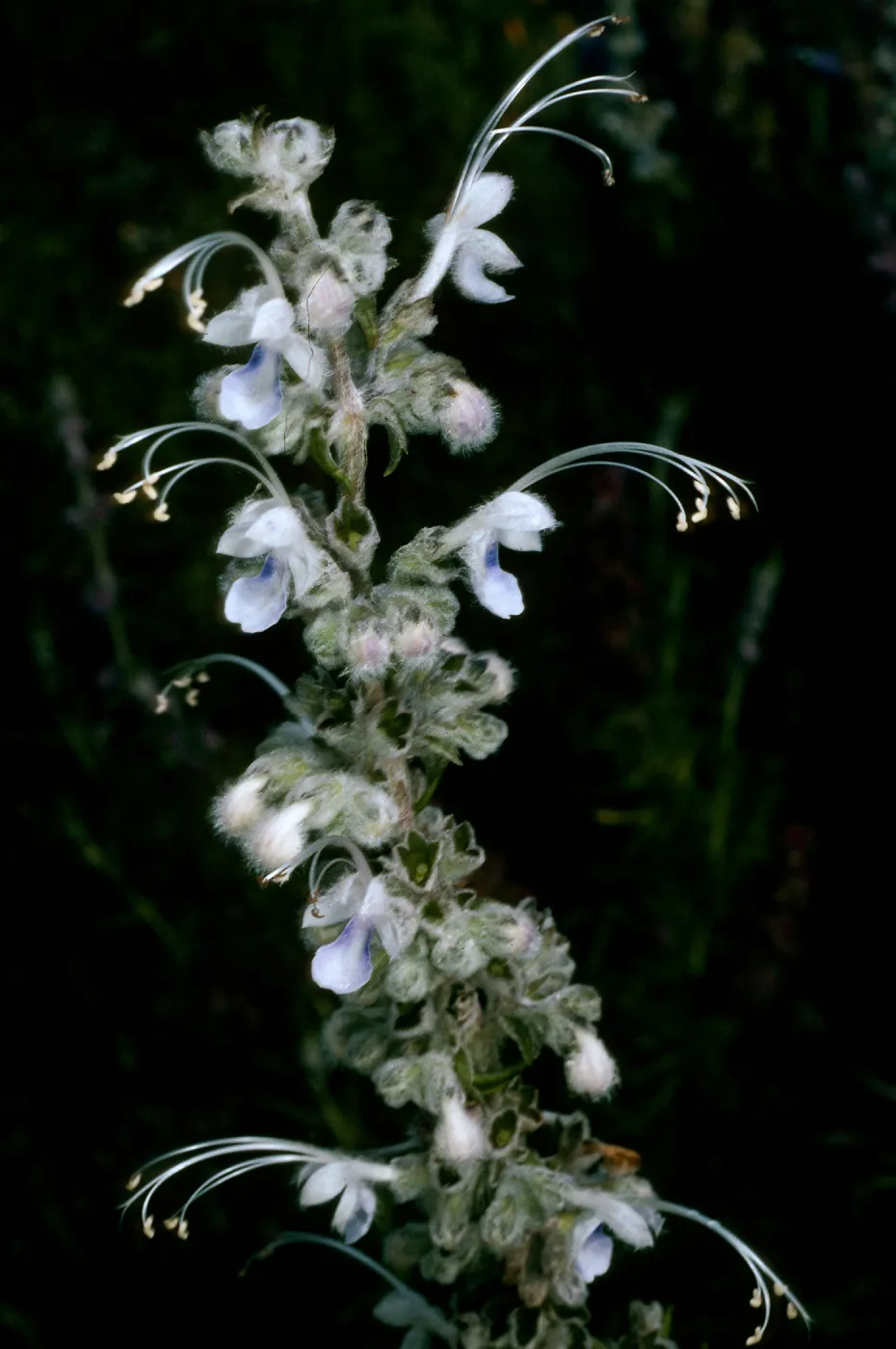 Trichostema lanatum (white form), Rancho Santa Ana Botanic Garden