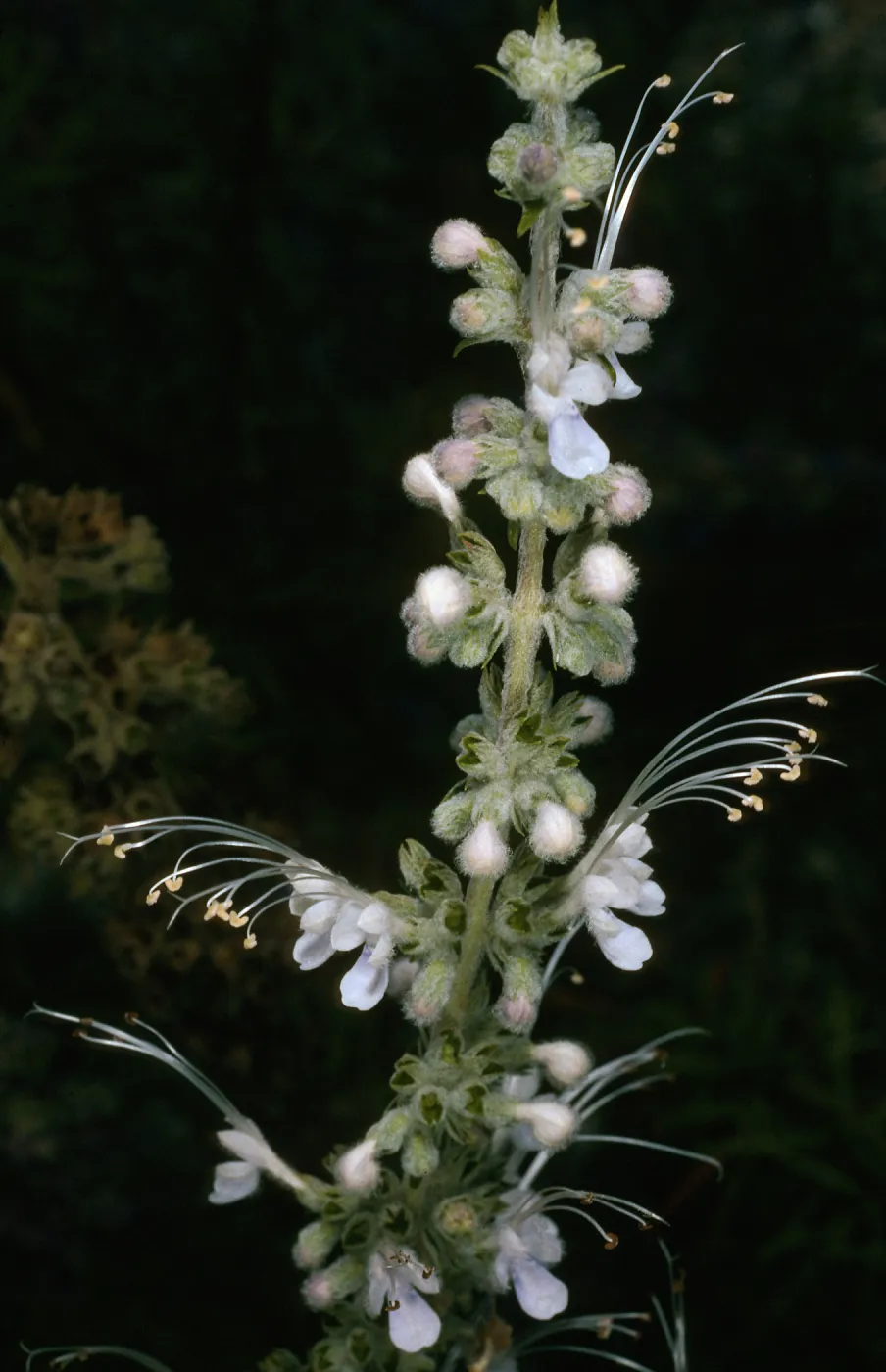 Trichostema lanatum (white form)