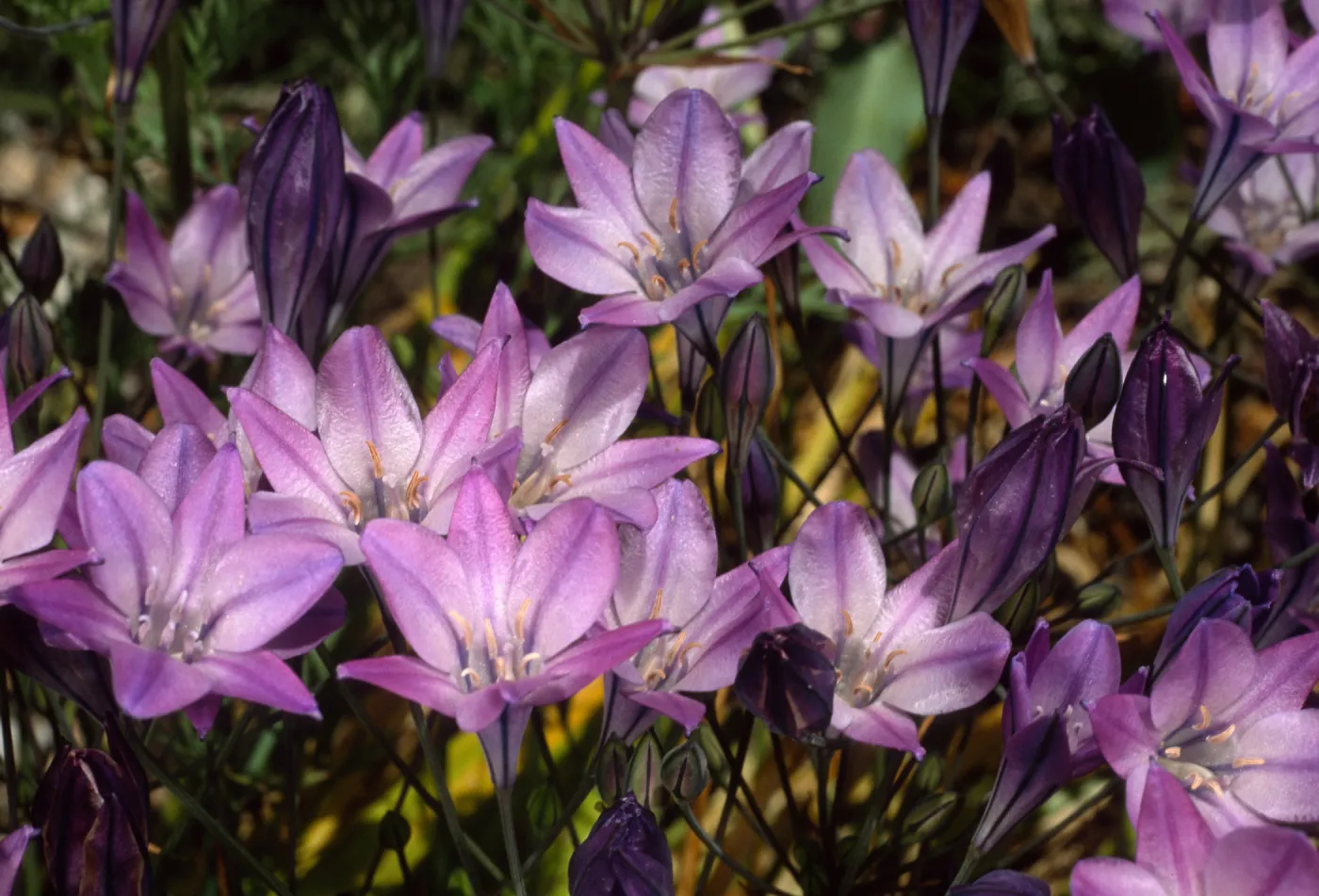 Triteleia laxa