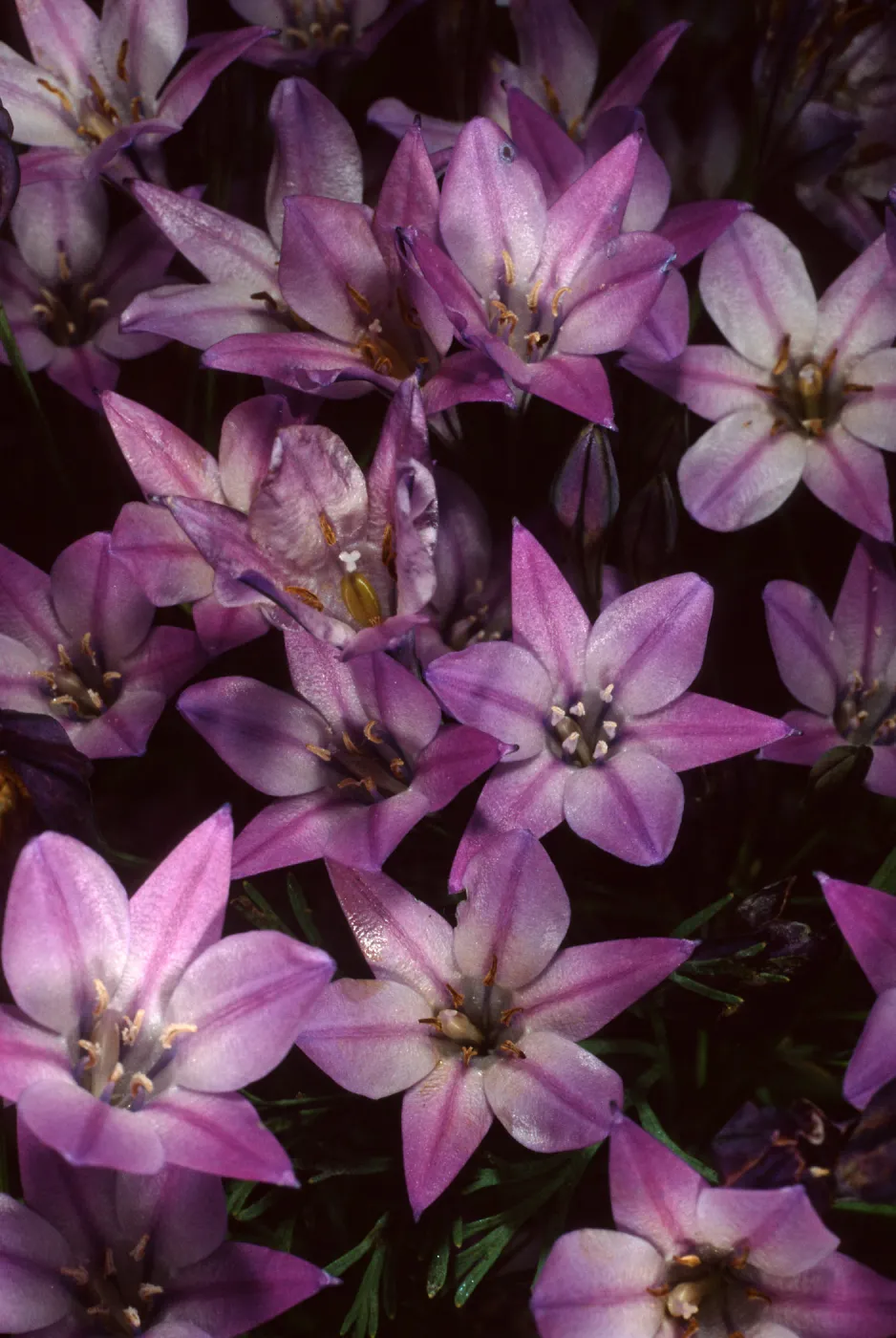 Tritelia laxa