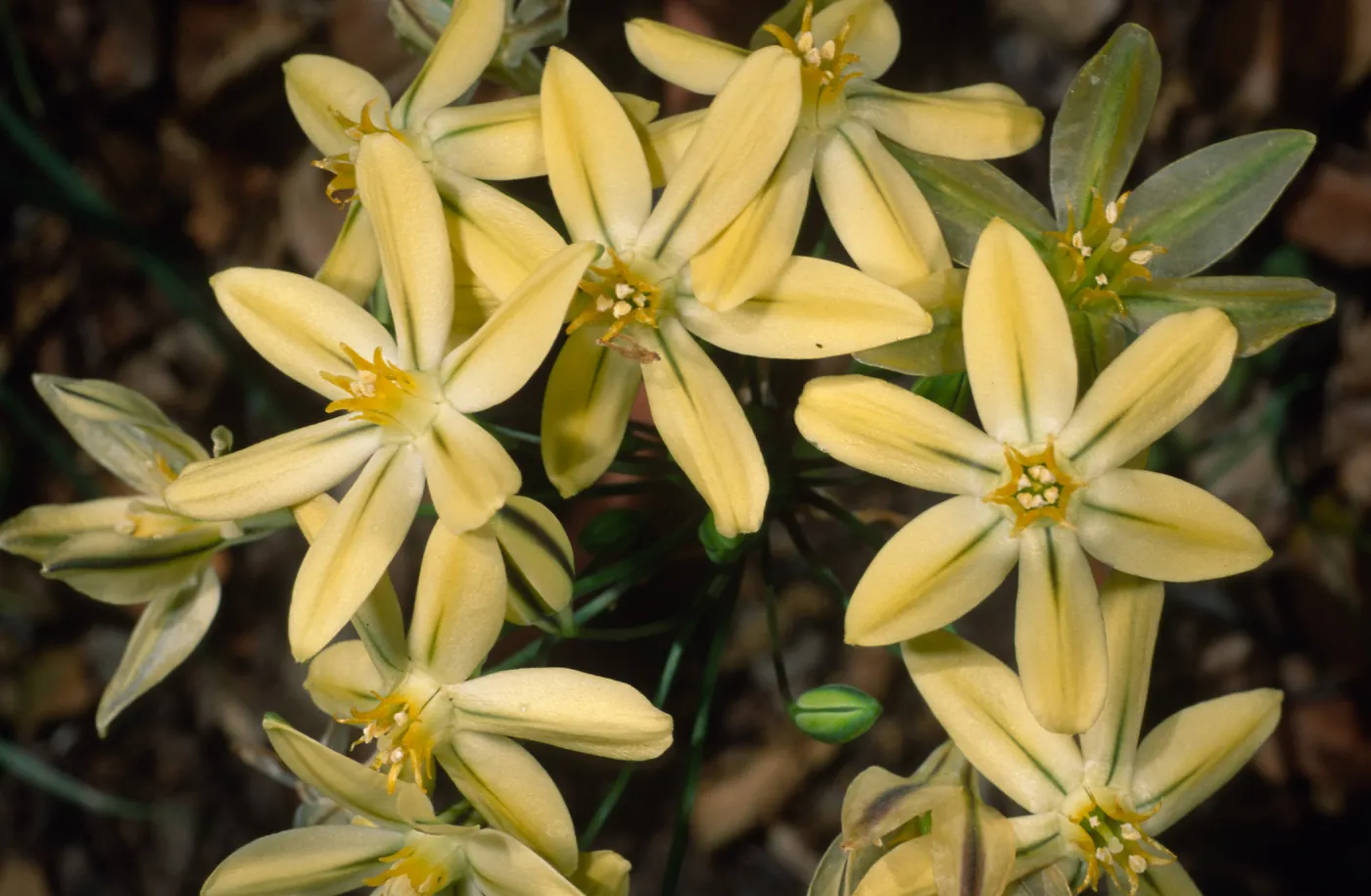 Triteelia ixioides