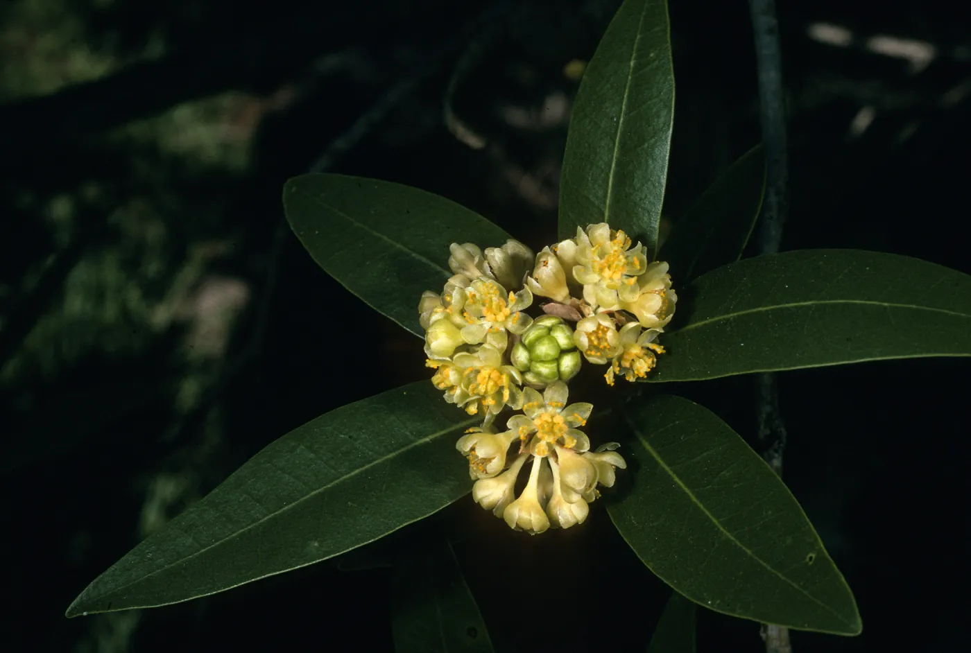 Umbellularia californica