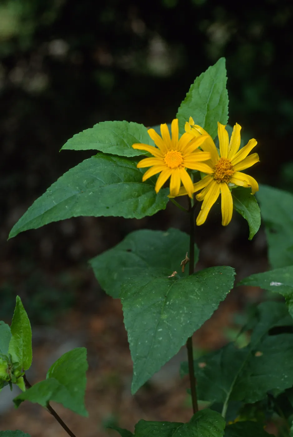 Venegasia carpesioides