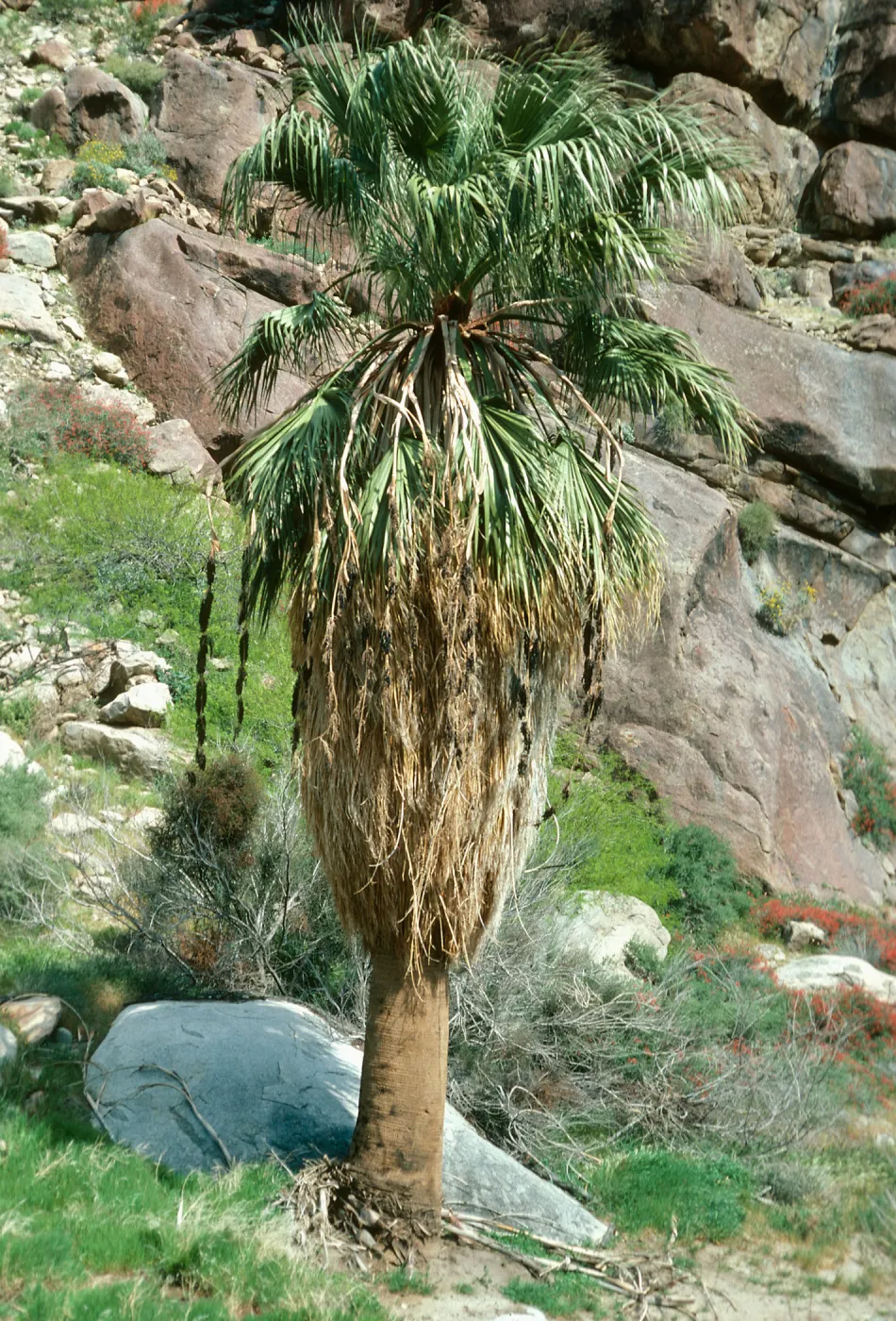 Washingtonia fillifera. Borrego Palm Cyn.