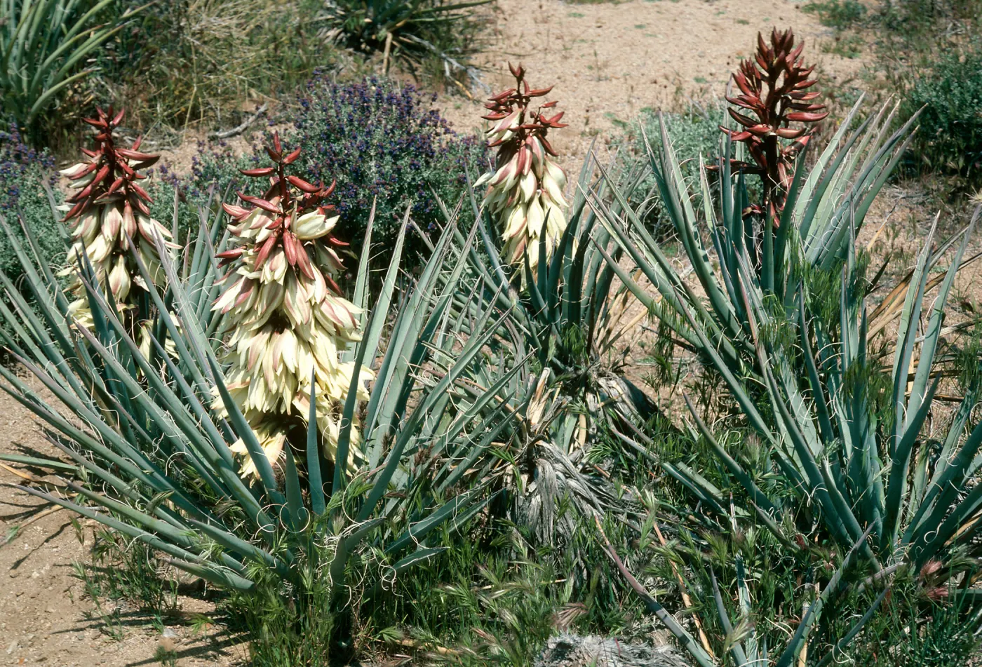 Yucca baccata, Providence Mtns., Wildhorse Cyn Rd.