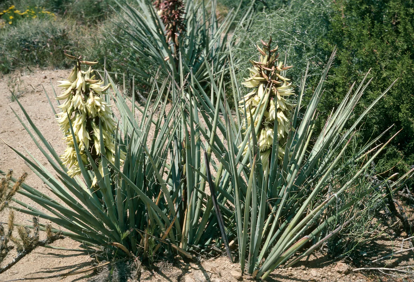 Yucca baccata, Providence Mtns., Wildhorse Cyn Rd.