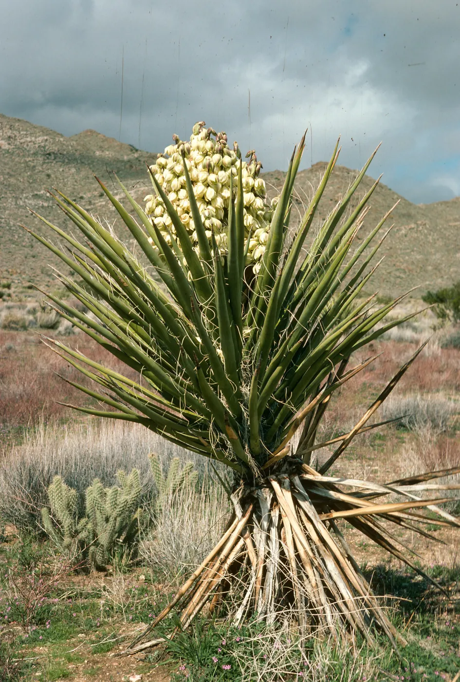 Yucca schidigera
