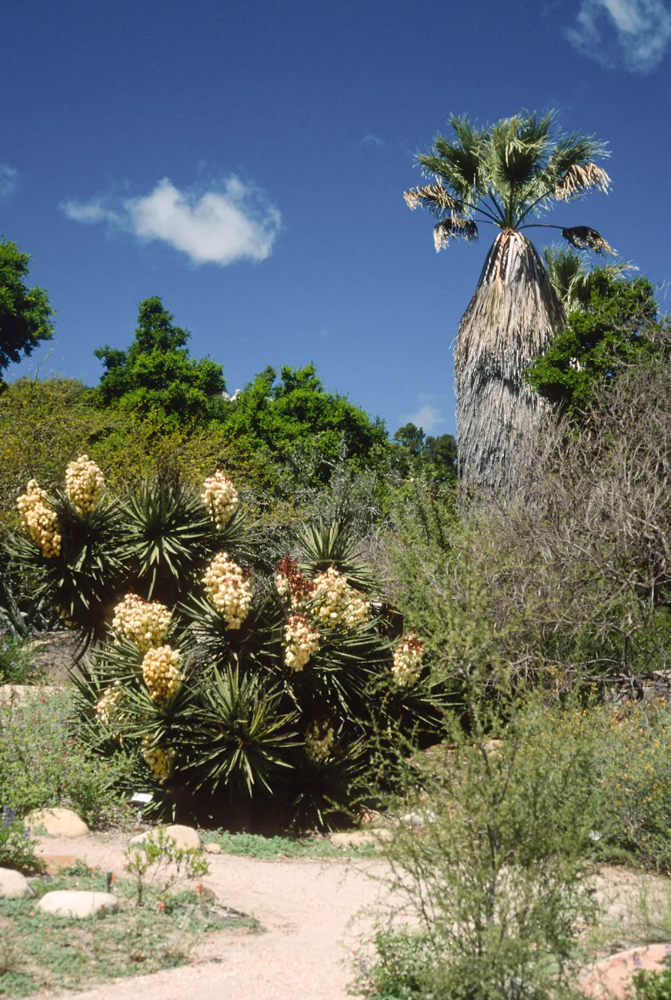 Yucca schidigera