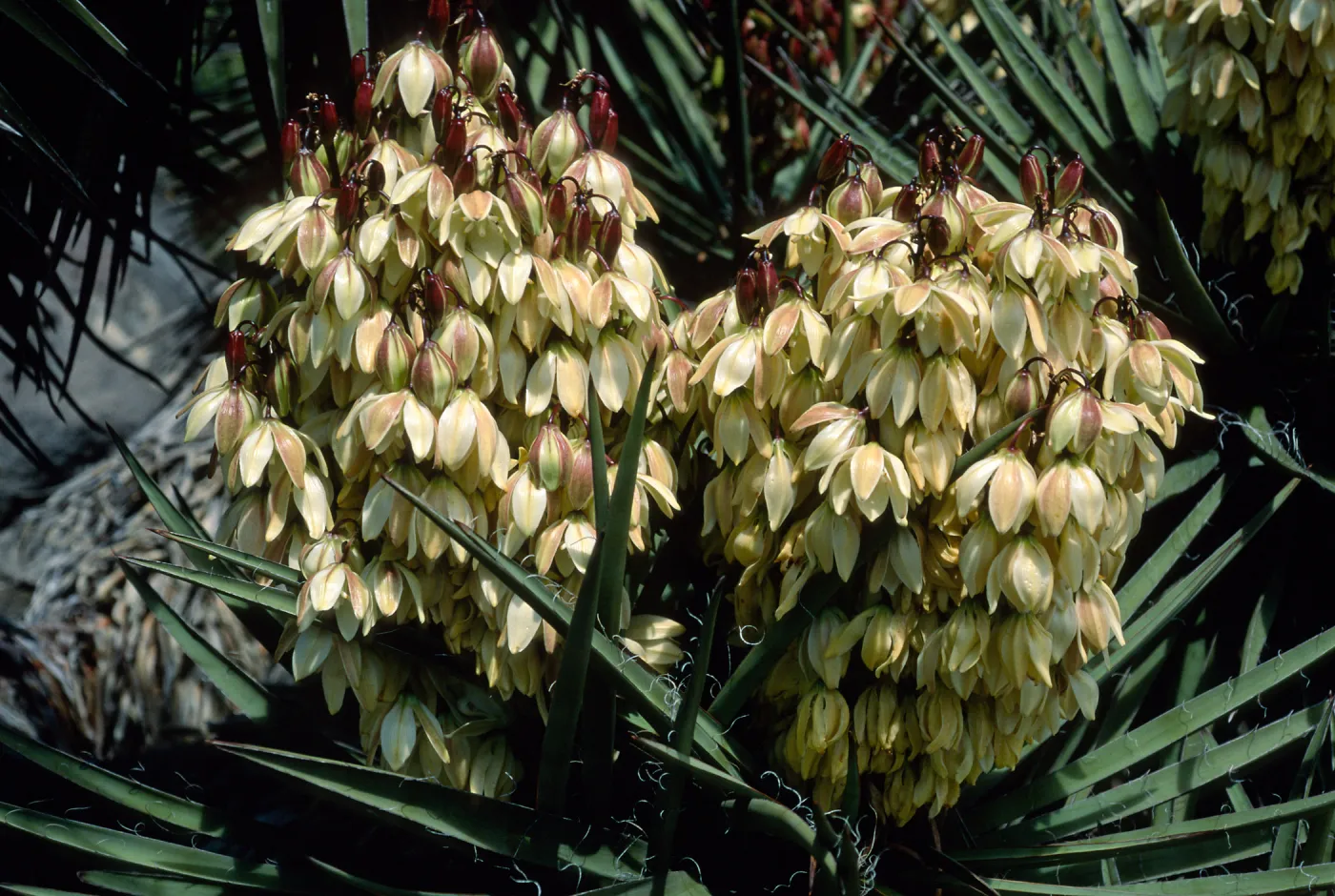 Yucca schidigera, SBBG