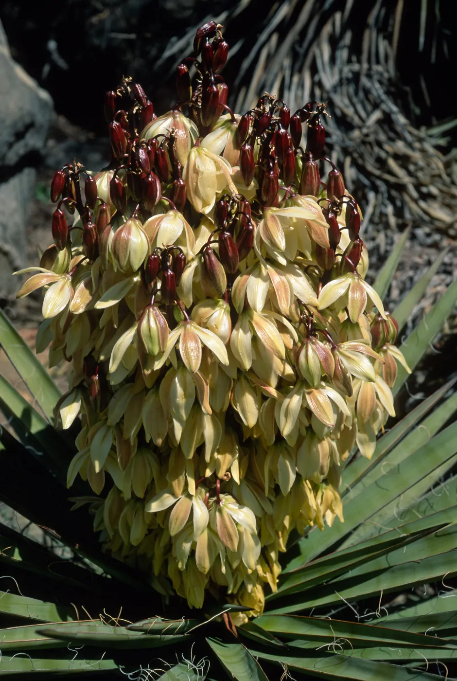 Yucca schidigera, SBBG