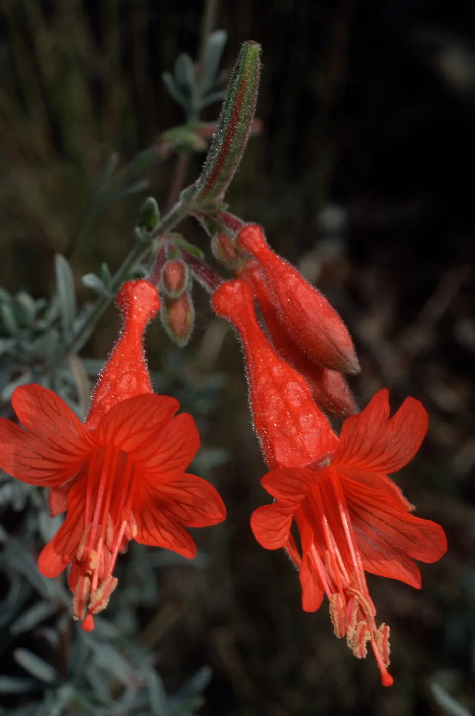 Epilobium canum
