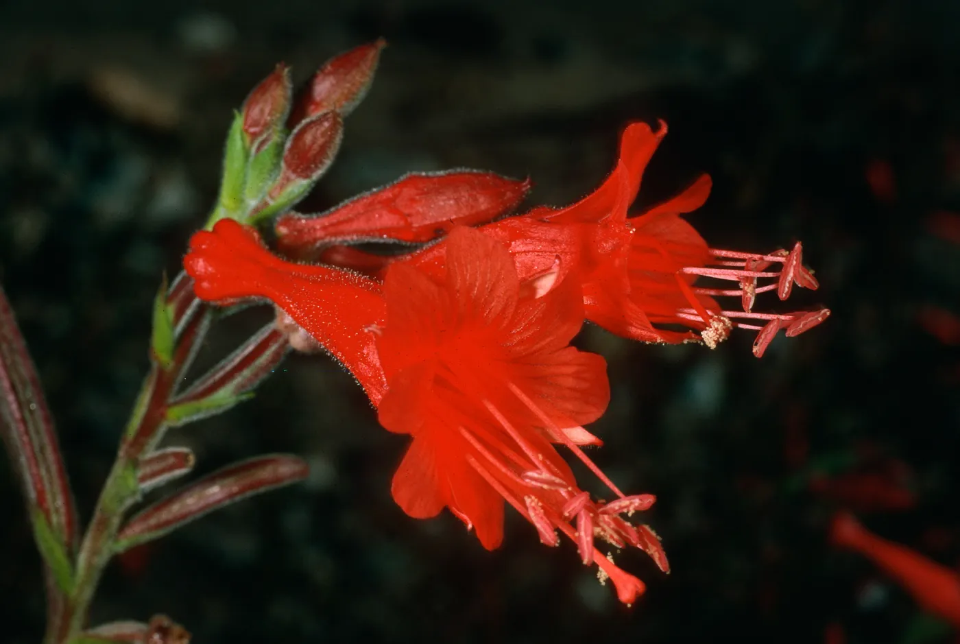 Epilobium canum