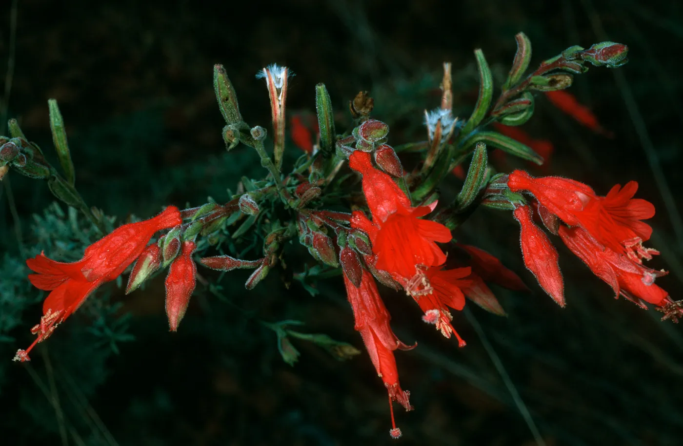 Epilobium canum