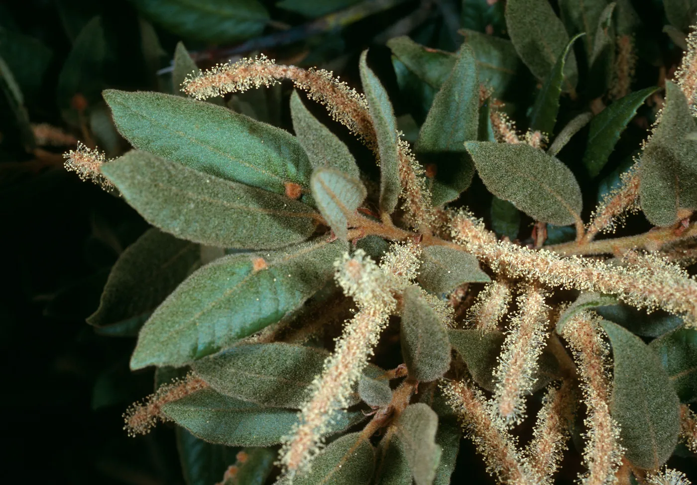 Lithocarpus, W. Cuesta Ridge
