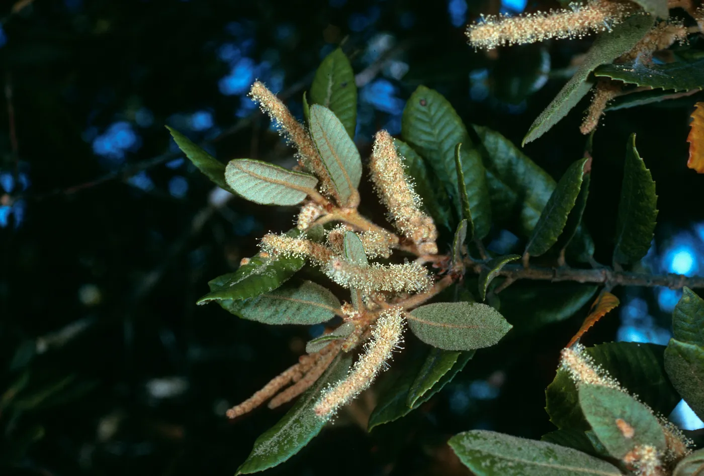Lithocarpus, W. Cuesta Ridge