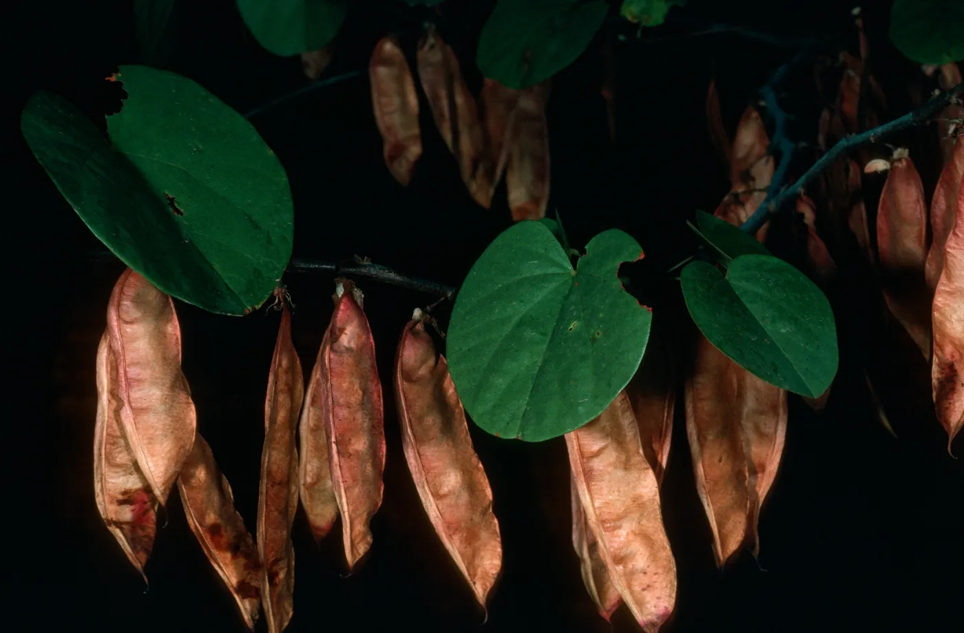 Cercis occidentalis, Sequoia Nat. Park, Generals Hwy.