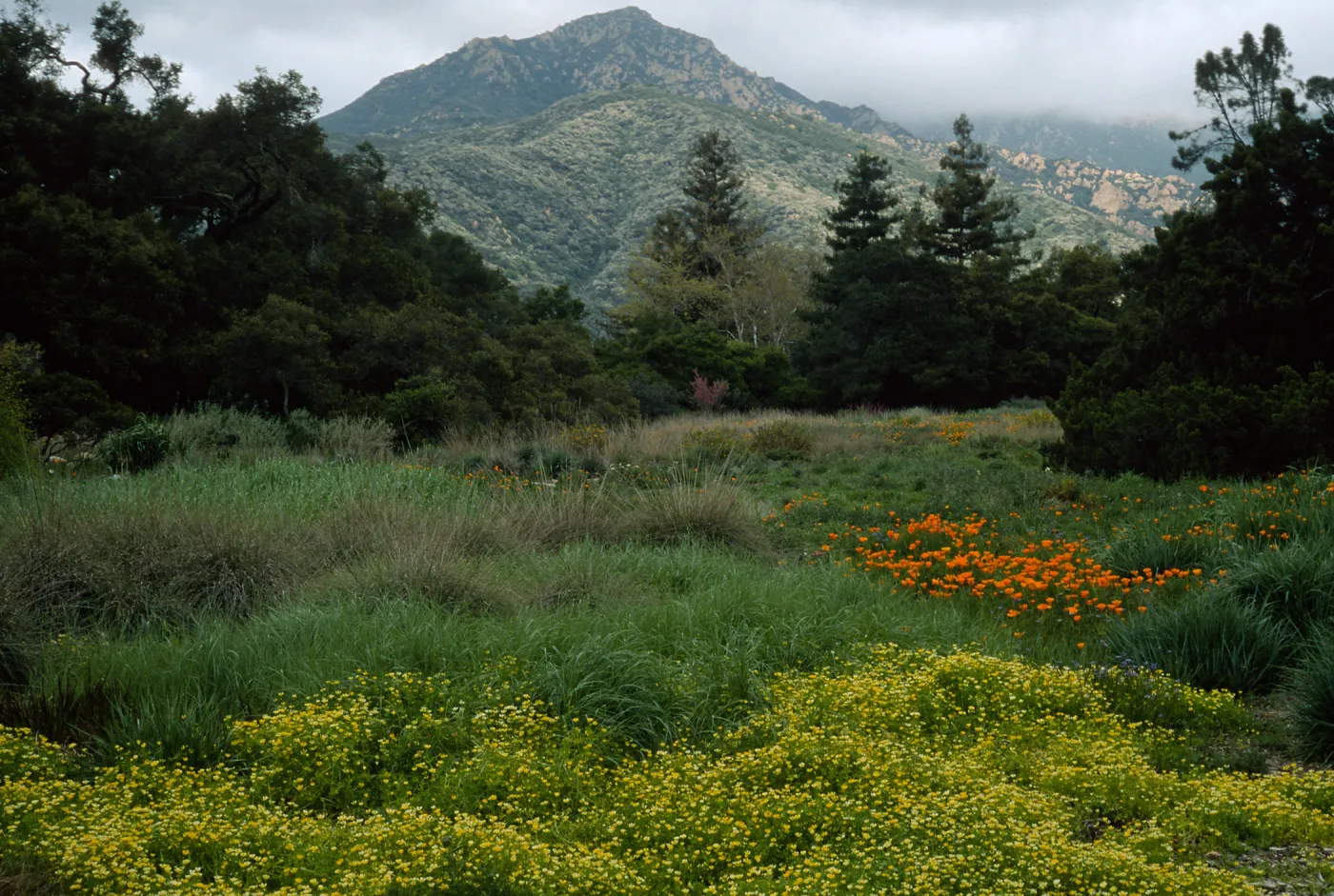 SBBG meadow, Limnanthes