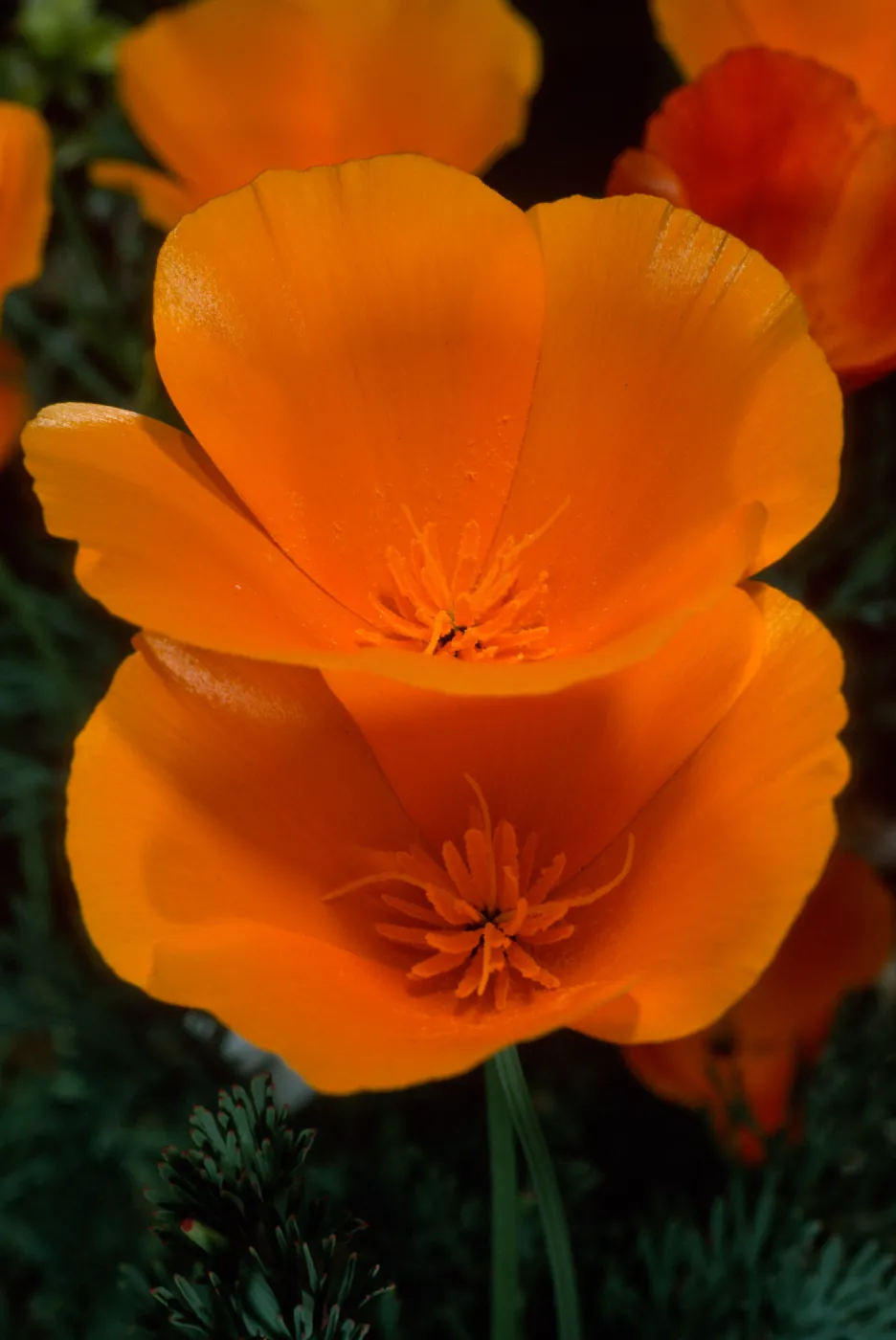 Eschscholzia californica