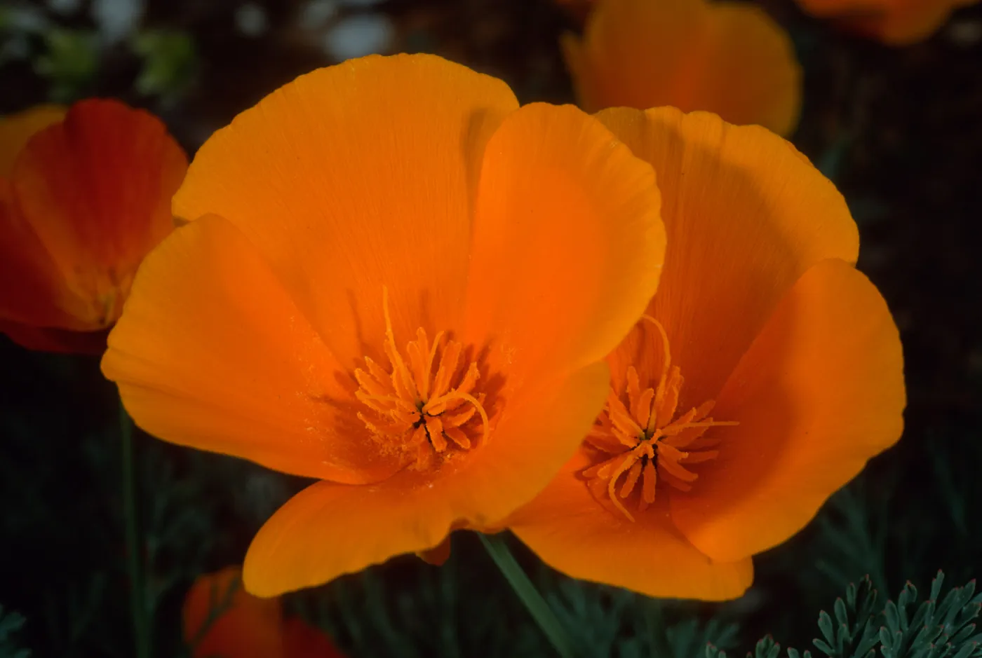 Eschscholzia californica