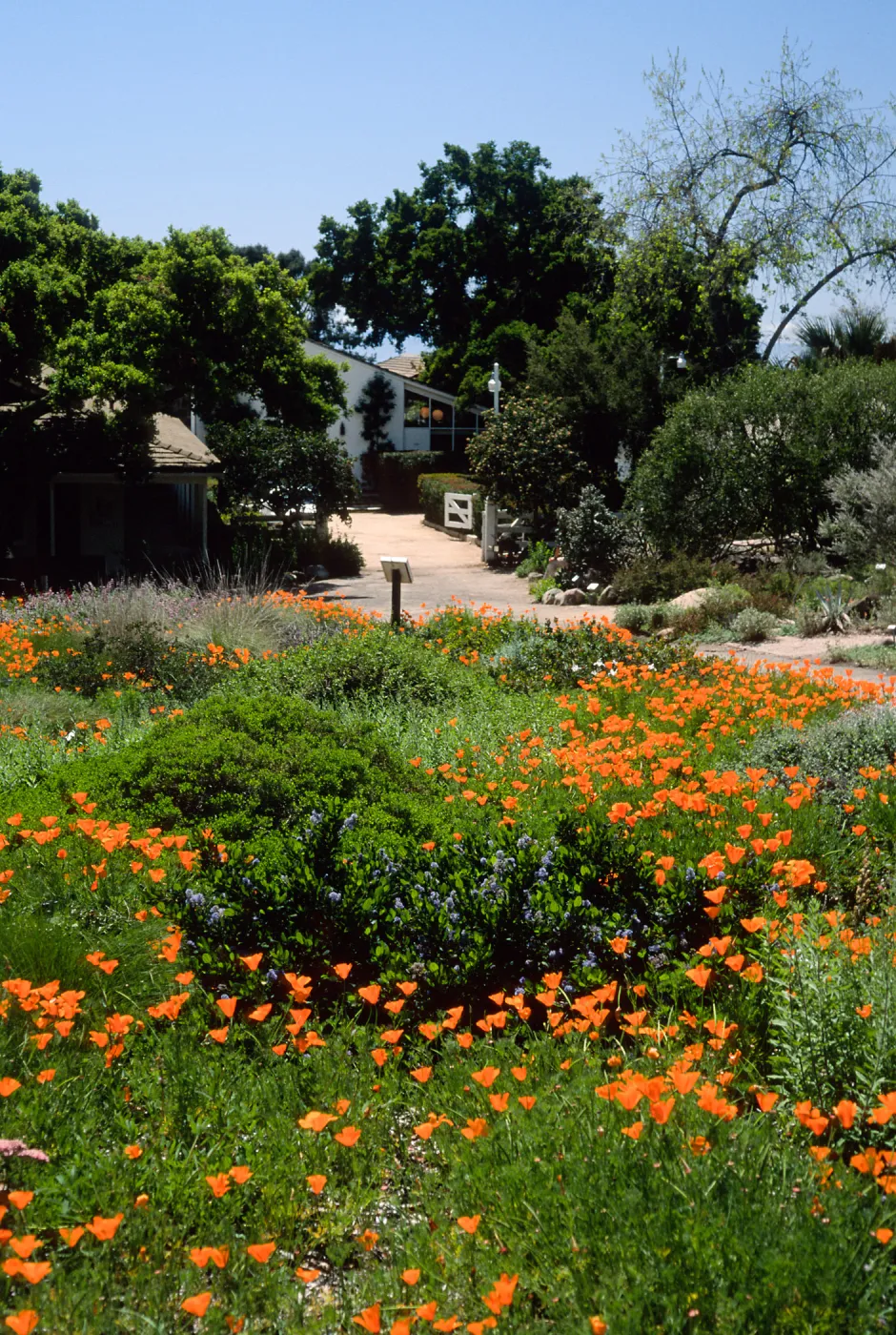 Eschscholzia californica