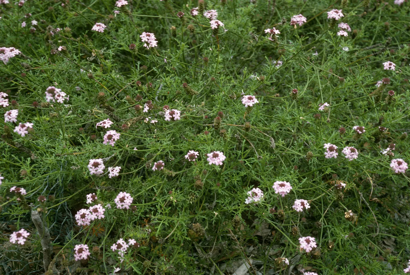 Verbena lilacina, SBBG