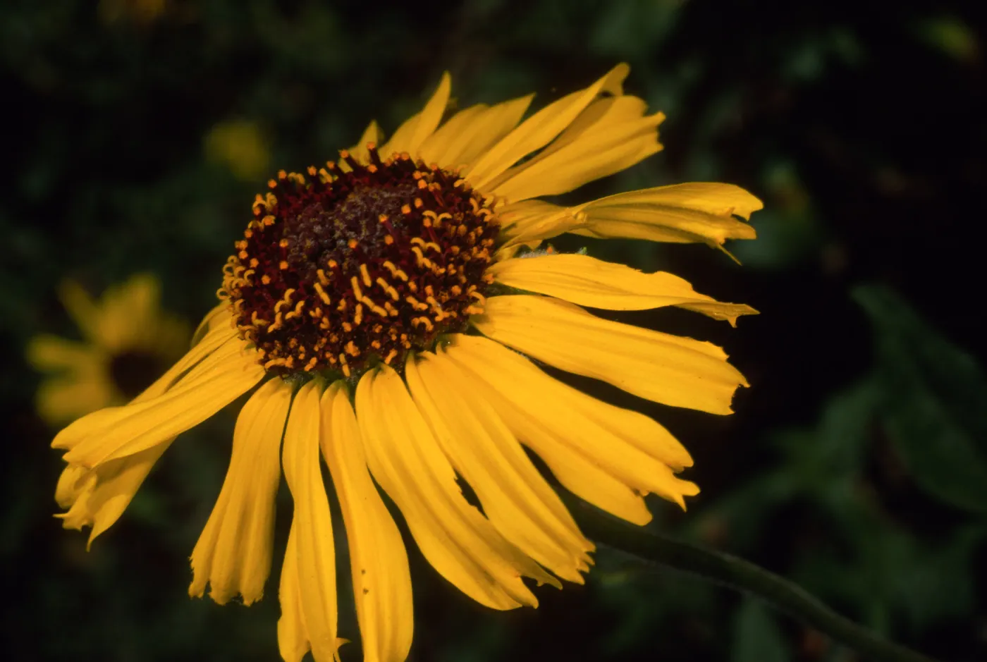 Encelia californica