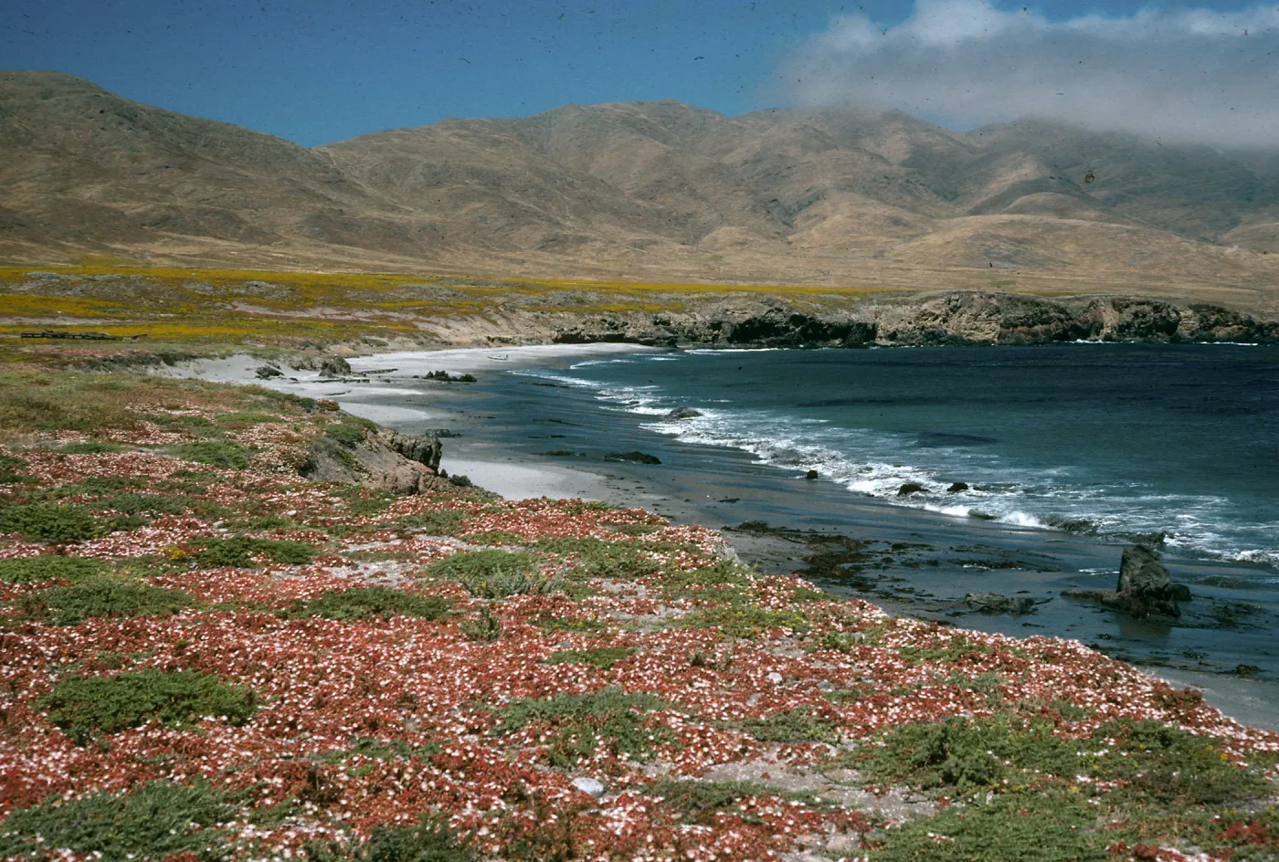 Mesembryanthemum crystalinum, Forney's Cove, Santa Cruz Island